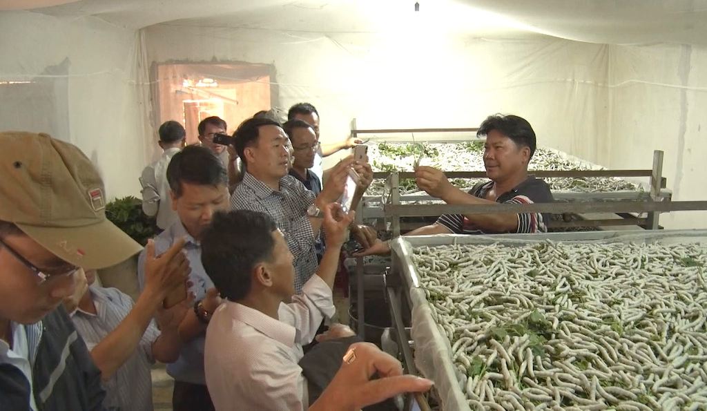 Nhiều nông dân Chư Prông quan tâm học nghề trồng dâu nuôi tằm.