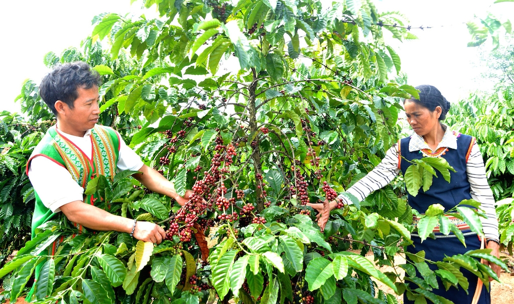 Tham gia các lớp tập huấn, dạy nghề chăm sóc cây cà phê giúp cho người dân tộc thiểu số ở Chư Prông trồng cây cà phê có năng suất cao.