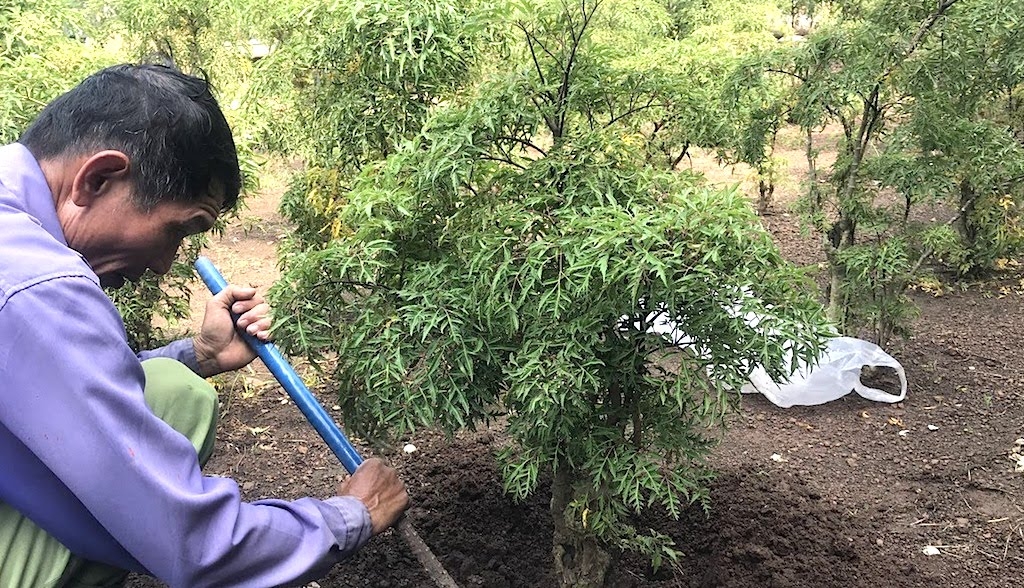 Trồng cây đinh lăng được kỳ vọng giúp mang lại thu nhập cao cho thành viên HTX Thuận Thiên.