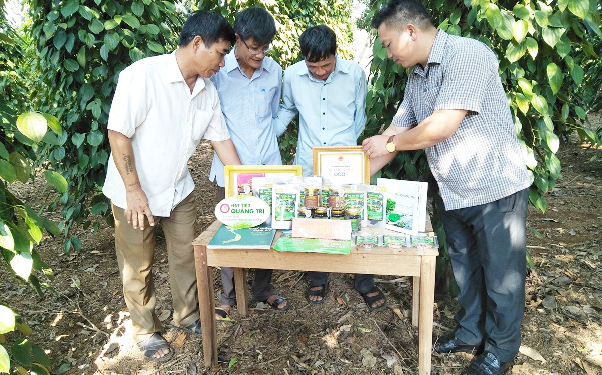 HTX đang là cầu nối liên kết các hộ sản xuất hồ tiêu tại địa phương (Ảnh TL).