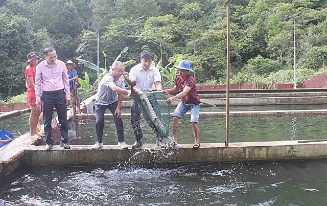 HTX Ngũ Chỉ Sơn giúp thành viên nâng cao đời sống nhờ nuôi cá nước lạnh theo hướng khoa học.