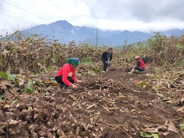 Người dân bản Huổi Ke, xã Sơn Bình thu hoạch dong riềng.