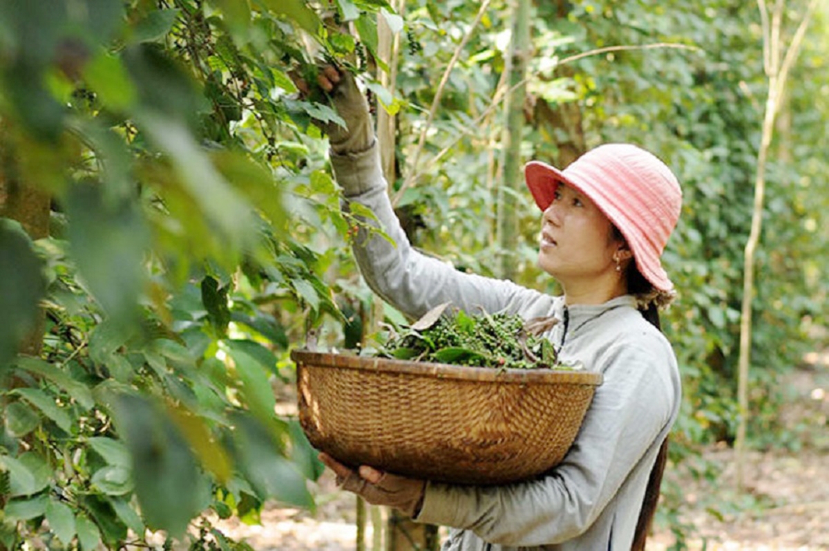 Nhờ liên kết sản xuất, thu nhập của người trồng tiêu được nâng lên (Ảnh TL).