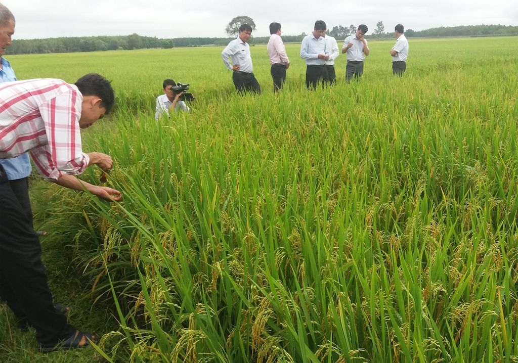 Huyện Tân Hưng đang đặt mục tiêu phát triển vùng lúa chất lượng cao trên 10.000ha, nên việc đào tạo nghề trồng lúa VietGap là rất cần thiết.