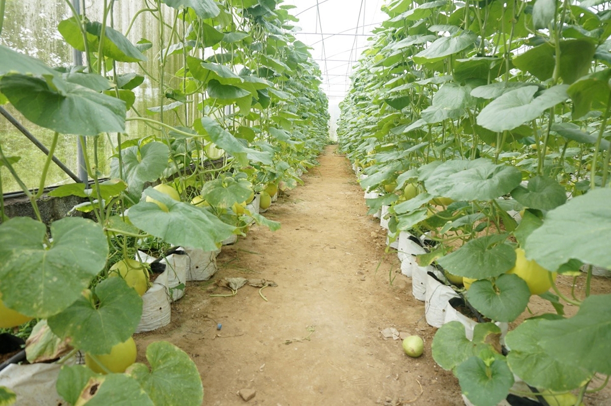 Khu trồng dưa công nghệ cao của HTX cho doanh thu trên 2 tỷ đồng/ha/năm (Ảnh TL).