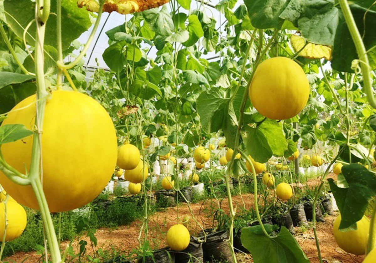 Nhờ sản xuất công nghệ cao, sản phẩm của HTX có chất lượng vượt trội, được thị trường ưa chuộng (Ảnh TL).