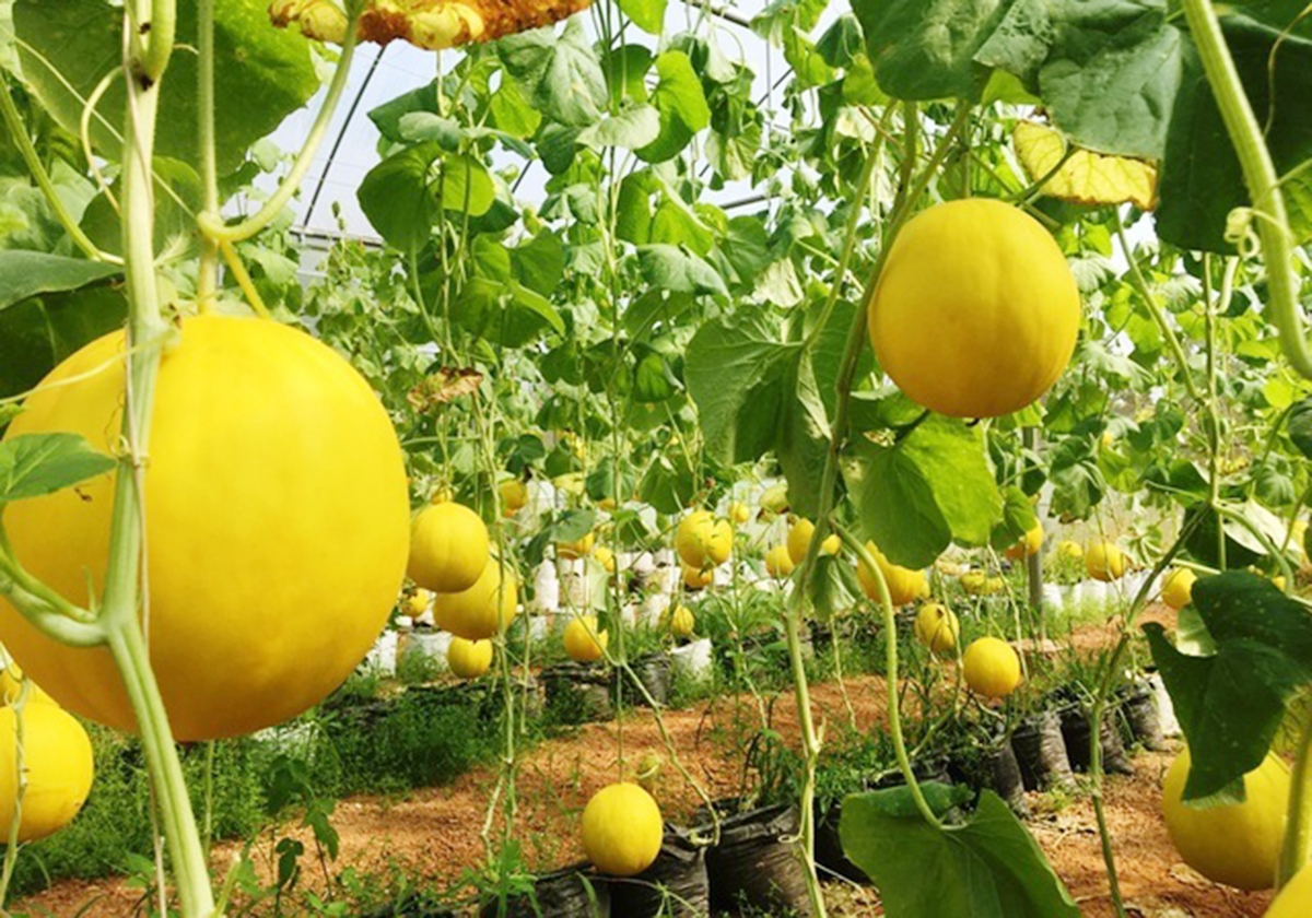 Nhờ sản xuất công nghệ cao, sản phẩm của HTX có chất lượng vượt trội, được thị trường ưa chuộng (Ảnh TL).