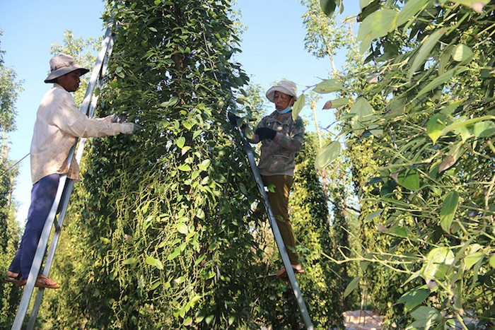 Giá tiêu tăng 1.000 đồng/kg tại các địa phương.