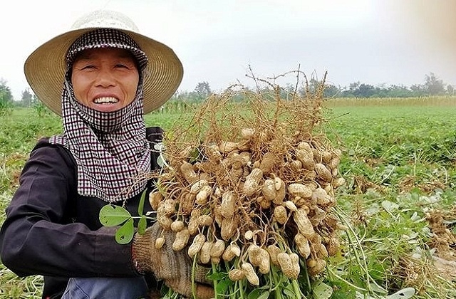 Trồng đậu phộng theo hướng hàng hóa giúp nâng cao giá trị kinh tế, thích ứng với biến đổi khí hậu.