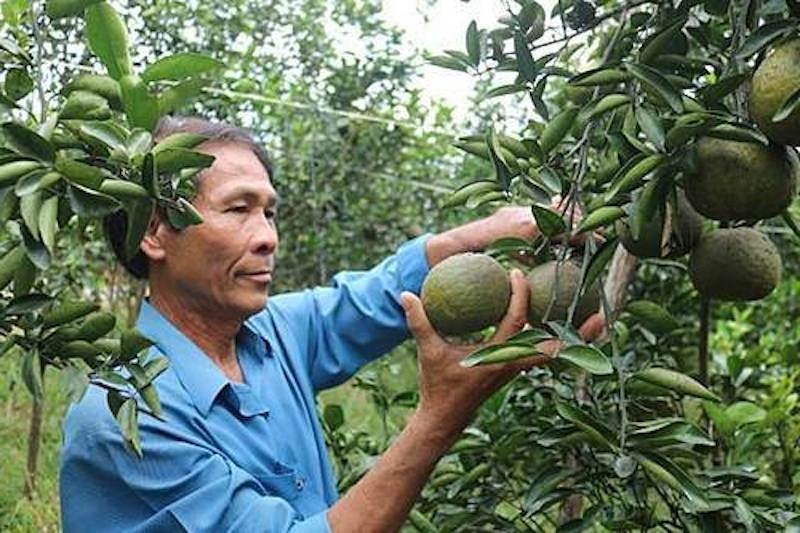 Vườn cam sành của HTX Năm Hạng đạt tiêu chuẩn Organic châu Âu và Mỹ.
