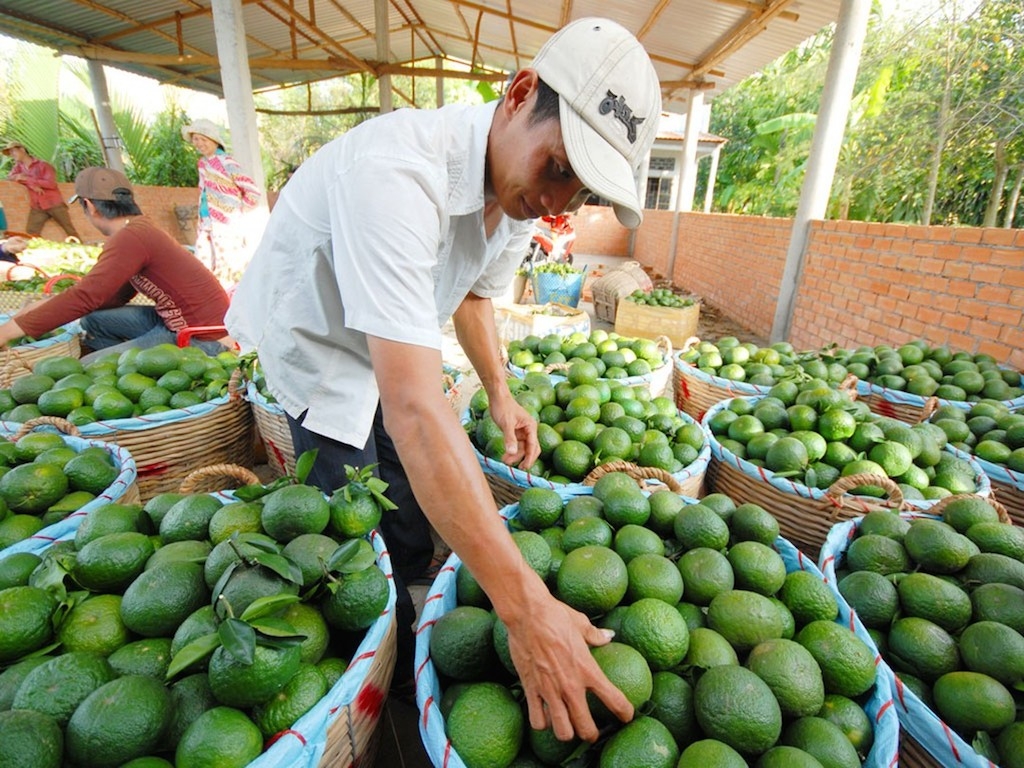 Nông dân xã Lạc An thu lợi lớn từ cây có múi.