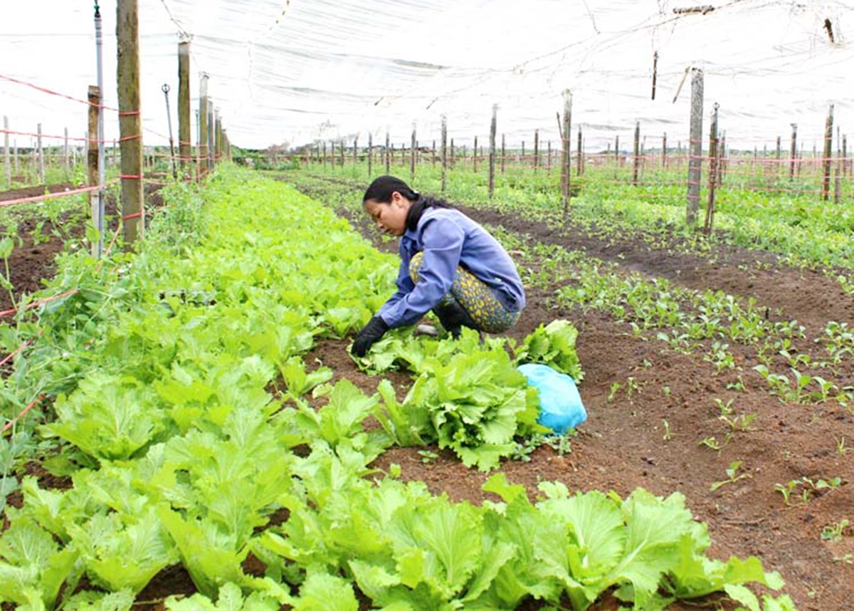 Liên kết với doanh nghiệp giúp HTX đảm bảo thị trường tiêu thụ (Ảnh TL).