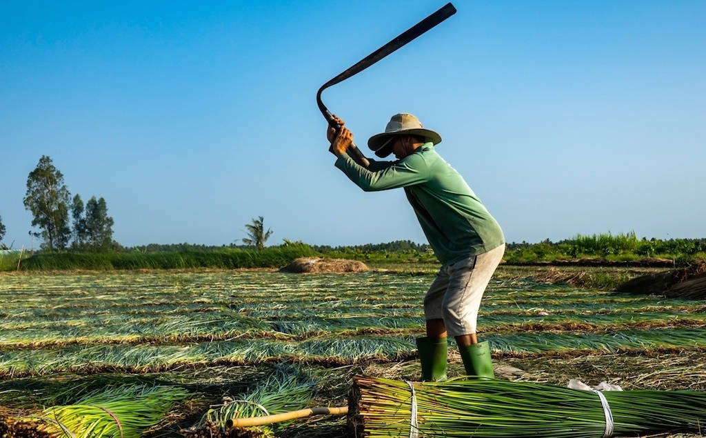 Chuyển đổi sang trồng cây lác thích ứng biến đổi khí hậu giúp mang lại thu nhập tốt cho nông dân xã Đức Mỹ, huyện Càng Long.
