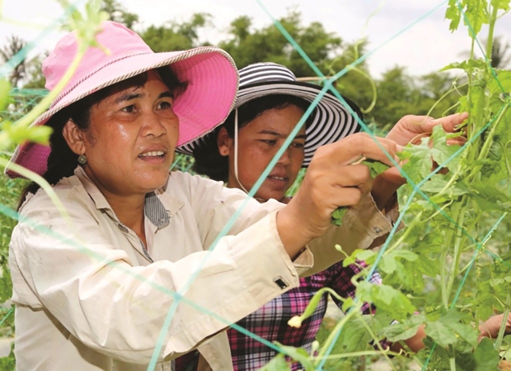 Nhiều nông dân ở huyện Càng Long được đào tạo nghề, tập huấn kỹ thuật trồng trọt thích ứng biến đổi khí hậu từ Dự án AMD.