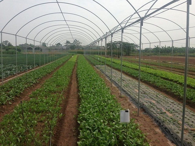 HTX Chúc Sơn góp phần thúc đẩy nông thôn mới khi chú trọng đầu tư khoa học công nghệ và sản xuất theo hướng tập trung.