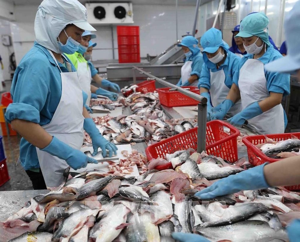 Xuất khẩu cá tra không nên trông chờ vào một thị trường.