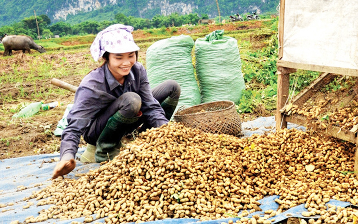 Mô hình liên kết sản xuất đậu phộng theo chuỗi giá trị cho thu nhập cao.