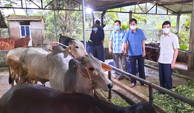 Mô hình nuôi trâu bò vỗ béo của HTX Thành Công không chỉ giúp nâng cao thu nhập mà còn góp phần bảo vệ môi trường.