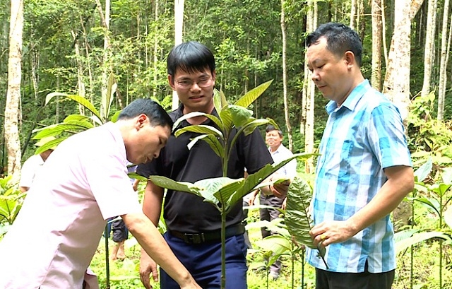 Trồng rừng kết hợp trồng dược liệu là một trong những định hướng phát triển kinh tế và xây dựng nông thôn mới ở Hùng Mỹ.