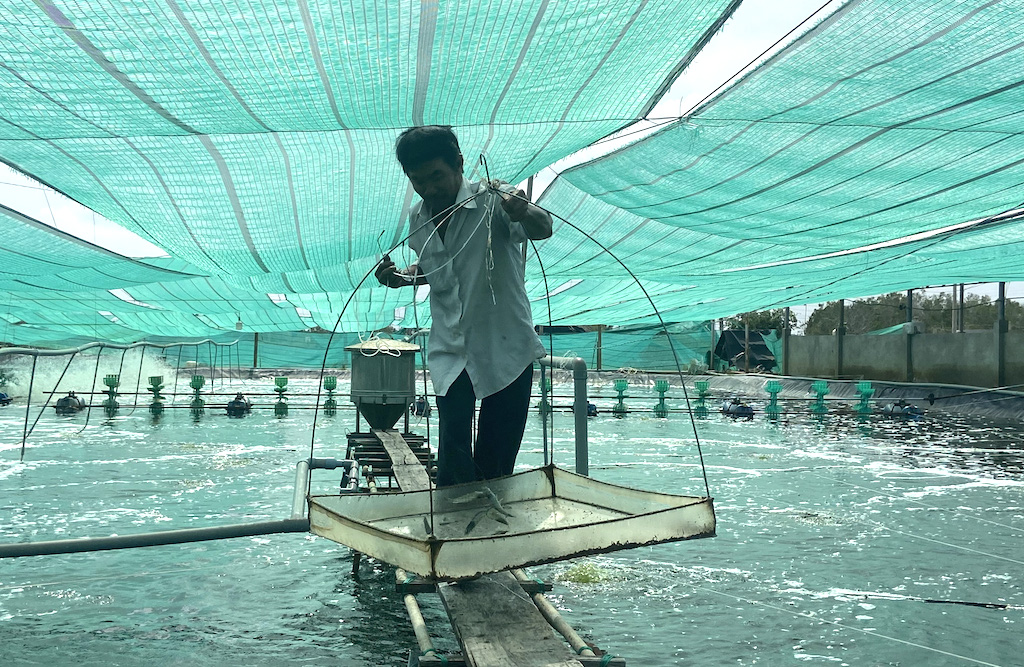 Nuôi tôm công nghệ cao 2 giai đoạn giúp người dân Bình Đại thích ứng tốt với biến đổi khí hậu.