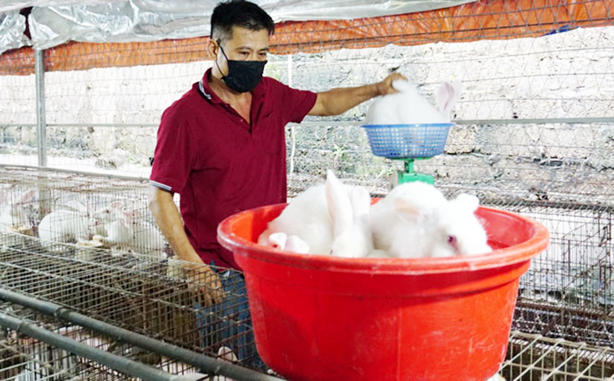 Mô hình chăn nuôi thỏ của HTX đang cho hiệu quả kinh tế cao, mở hướng thoát nghèo, làm giàu cho thành viên (Ảnh: TL).