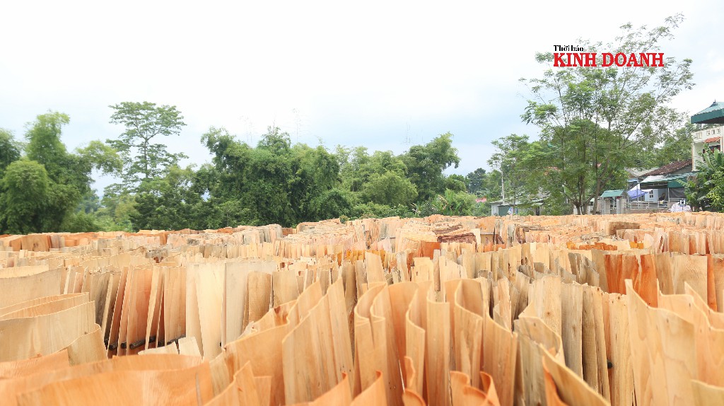 Gỗ bóc được coi là mặt hàng siêu lợi nhuận trong những năm gần đây.