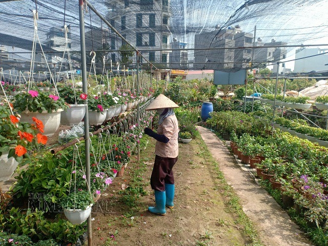 HTX đang tích cực hỗ trợ người dân phát triển nghề trồng hoa, góp phần nâng cao thu nhập và tô điểm cho vùng quê Xuân Quan.