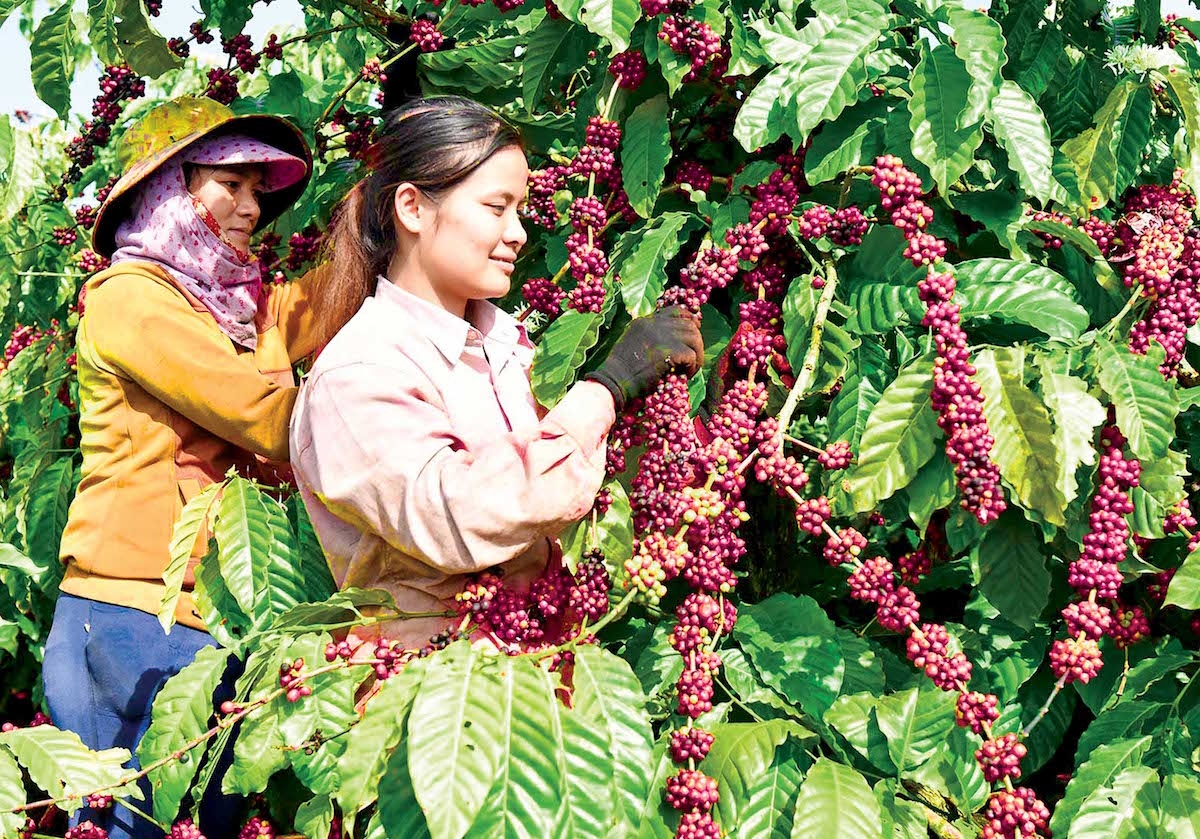 Giá cà phê ngày 19/11 tiếp đà giảm 500 đồng/kg.