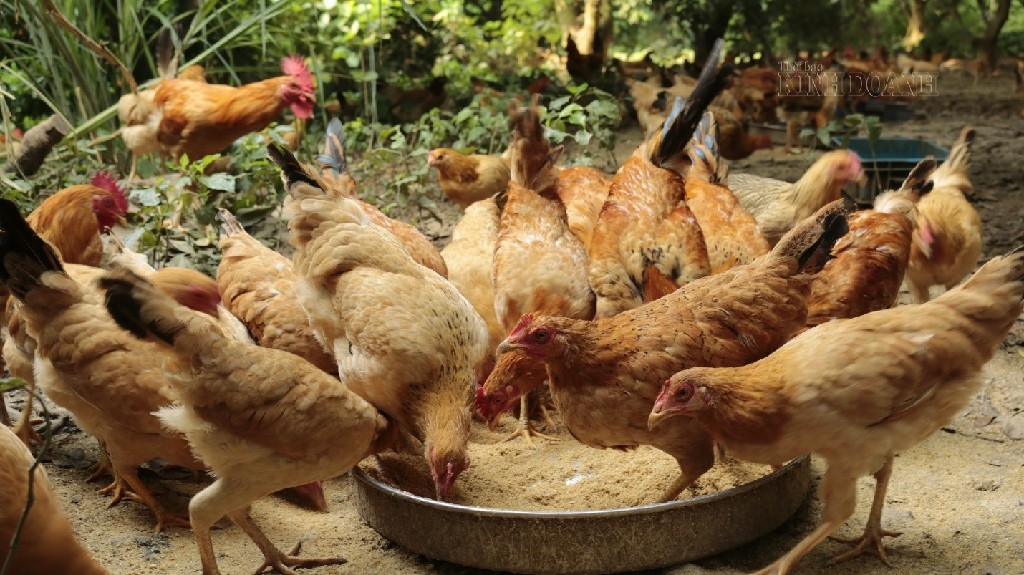 Đàn gà mái ri có trọng lượng trung bình từ 1,2-1,5 kg.