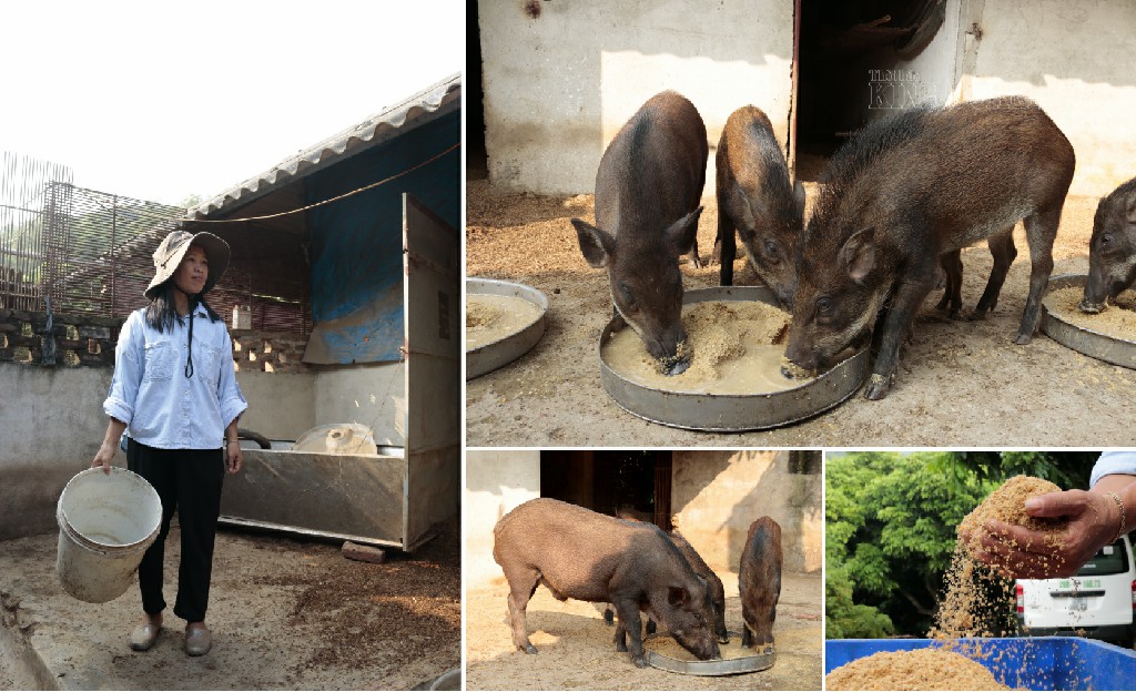 Đàn lợn rừng ăn được cho ăn thức ăn vi sinh an toàn.