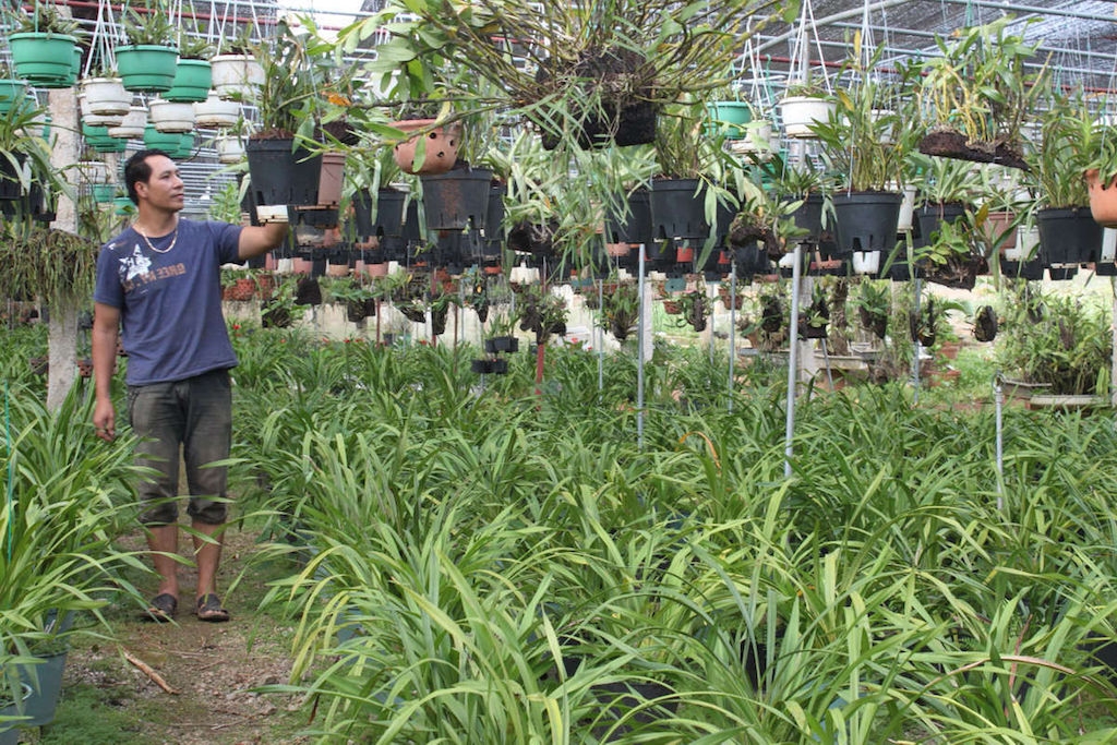 Phát triển hiệu quả nông nghiệp đô thị giúp An Phú Tây nâng chất nông thôn mới.