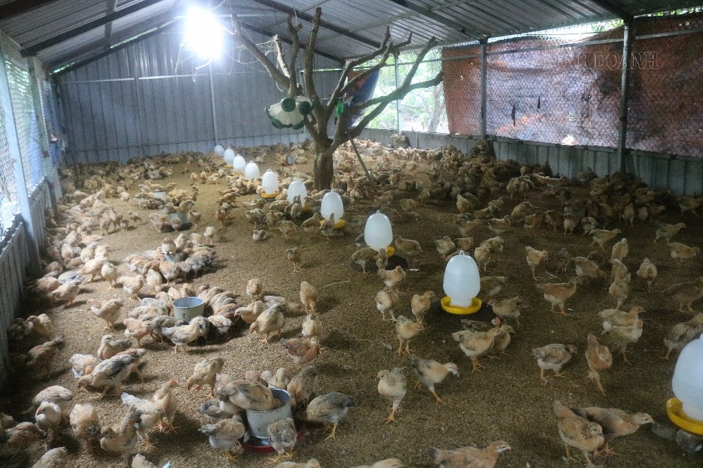 Trang trại gà, lợn nằm ở xã Phú Minh, huyện Sóc Sơn, TP.Hà Nội