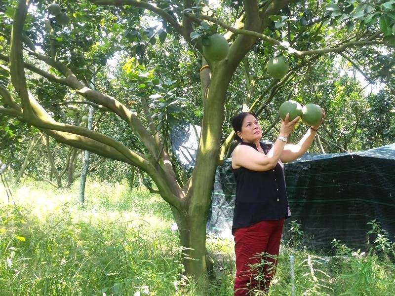 Nông dân Nguyễn Thanh Thuỷ ở xã Long Nguyên với trang trại bưởi da xanh VietGA{ mang lại tiền tỷ.