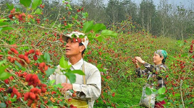 Trồng dâu kết hợp chế biến là hướng phát triển kinh tế hiệu quả của người dân xã Cam Thành.