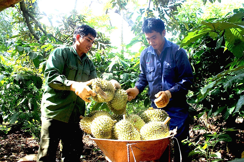 Người dân xã Ia Khươl, huyện Chư Păh tham gia tổ liên kết để được học hỏi kỹ thuật trồng sầu riêng sạch.