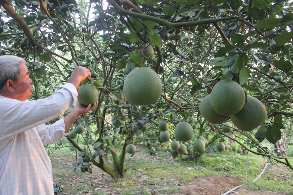 Trồng cây có múi mang lại thu nhập cao cho nông dân xã Hiếu Liêm, huyện Vĩnh Cửu.