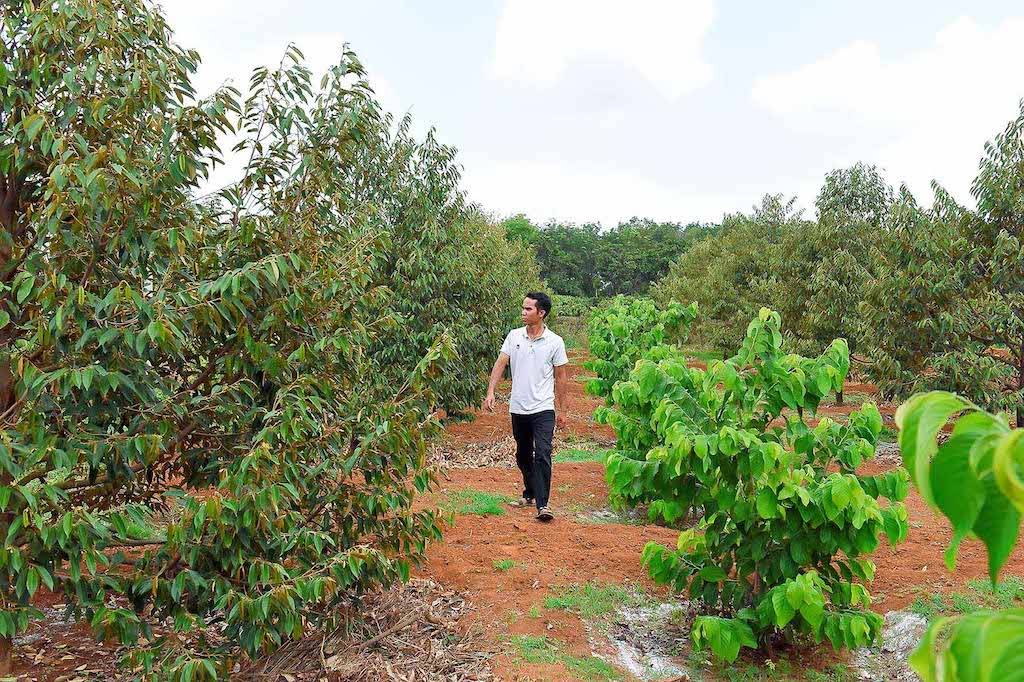 Khi cây cà phê mất giá, nhiều hộ dân ở huyện Chư Păh đã chuyển sang trồng sầu riêng và họ rất cần được tập huấn kỹ thuật canh tác tốt.