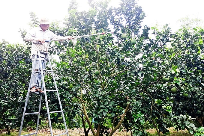 Bưởi da xanh là một trong những cây trồng được người dân lựa chọn trồng trên diện tích vườn tạp trước đây.