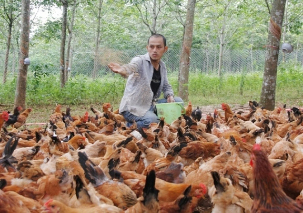 Gà Cùa đang là sản phẩm thế mạnh, được chú trọng đầu tư của xã Cam Nghĩa.