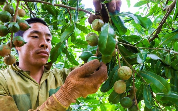 Phát triển vùng nguyên liệu mắc ca là một hướng đi chính trong tái cơ cấu nông nghiệp, xây dựng nông thôn mới ở Quảng Trực.