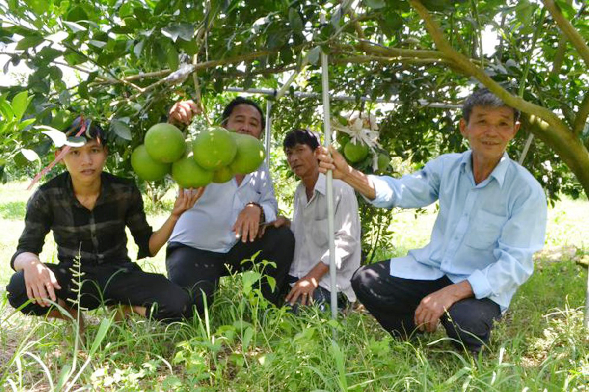 Bưởi đang là một trong những sản phẩm thế mạnh của tỉnh Bình Dương.