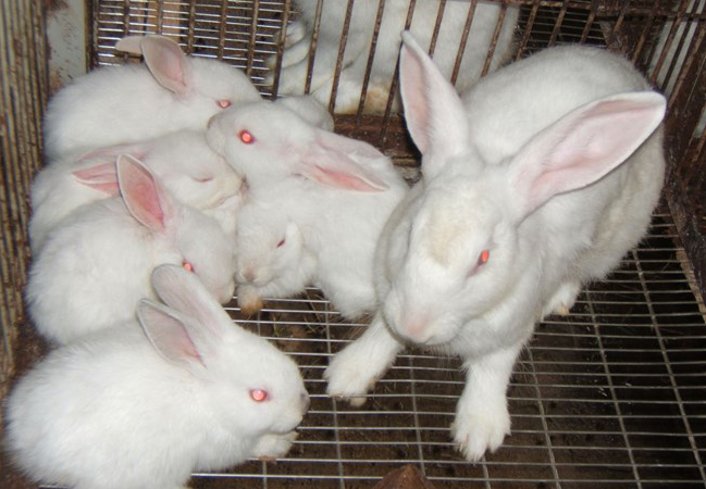 Thỏ thương phẩm của HTX đang được thị trường đánh giá rất cao.