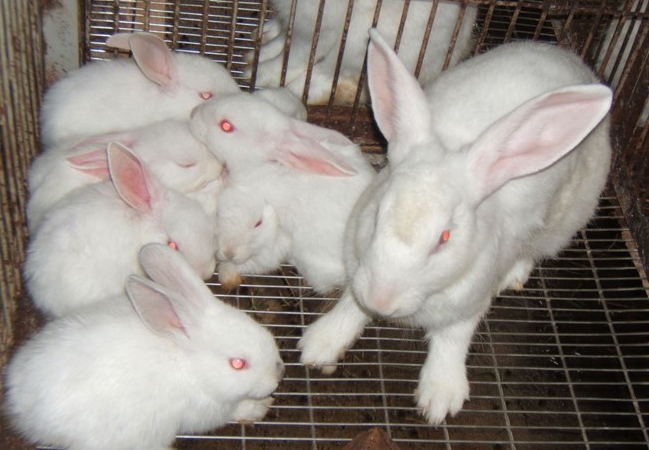 Thỏ thương phẩm của HTX đang được thị trường đánh giá rất cao.