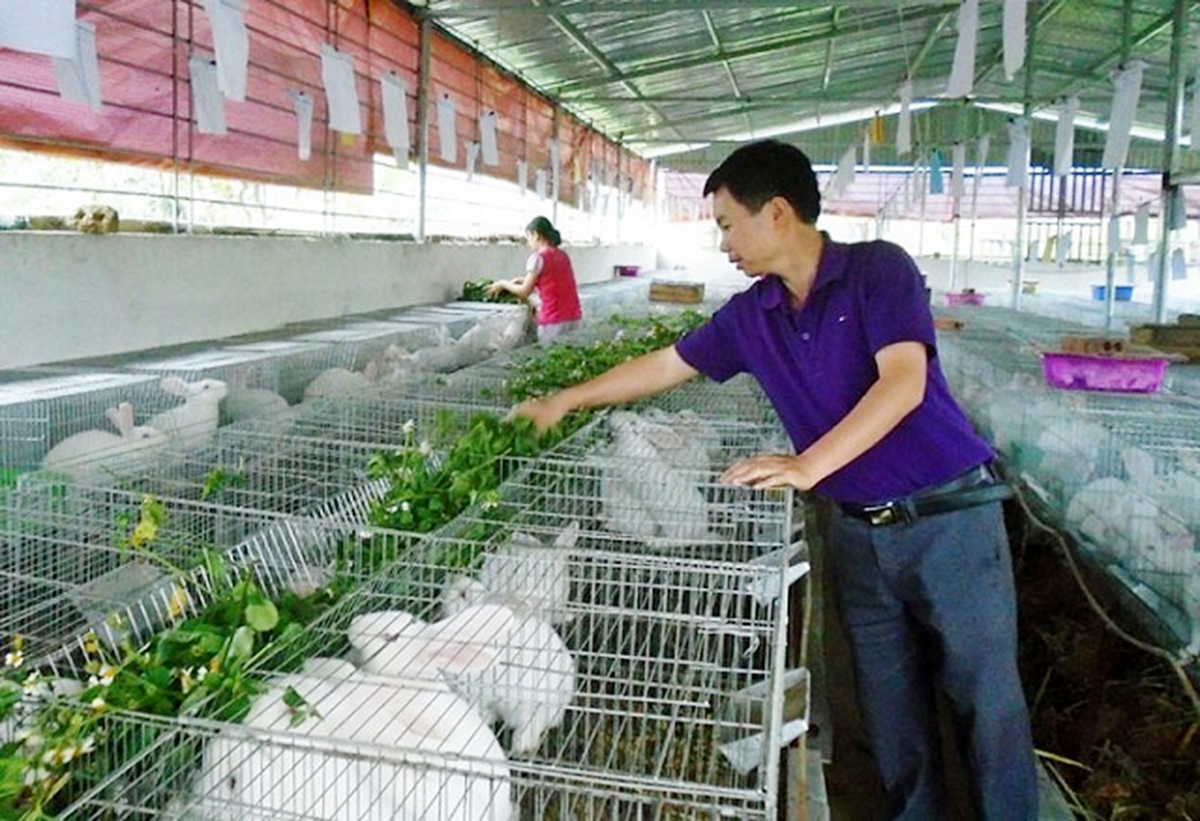 Liên kết chăn nuôi thỏ cho giá trị cao ở Yên Bình (Ảnh TL).