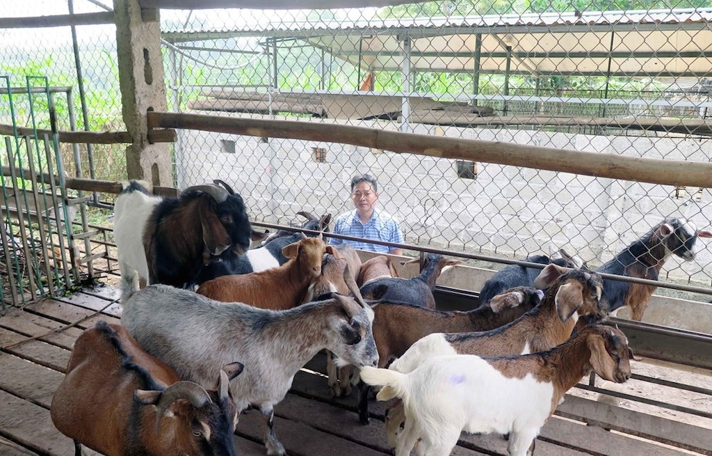 HTX chăn nuôi dê An Linh đặt mục tiêu mở rộng quy mô sản xuất và tiêu thụ đa dạng sản phẩm chăn nuôi (Ảnh: TL)