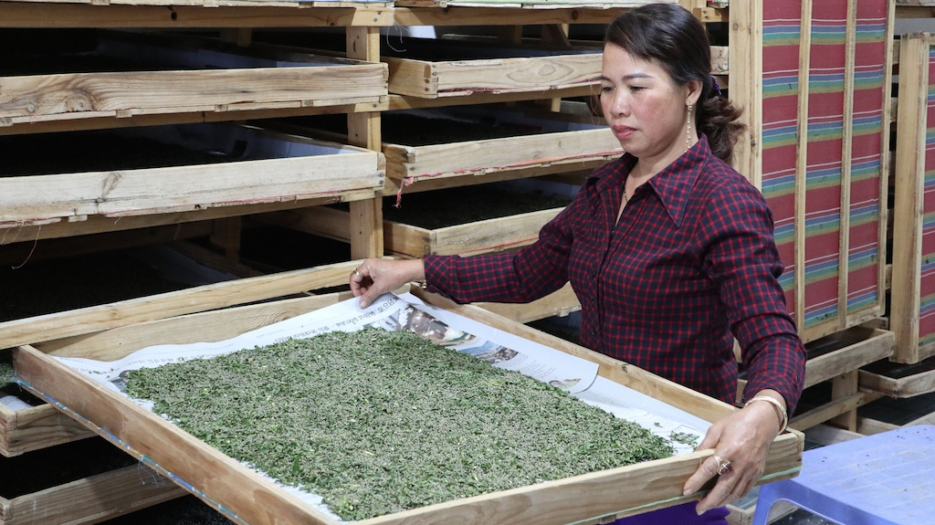 Huyện Đạ Tẻh chú trọng hướng dẫn người dân ứng dụng các quy trình kỹ thuật mới trong quá trình chăm sóc vườn dâu và nuôi tằm.