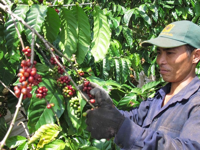 Giá cà phê ngày 27/11 tiếp tục tăng đồng loạt từ 600 - 700 đồng/kg.