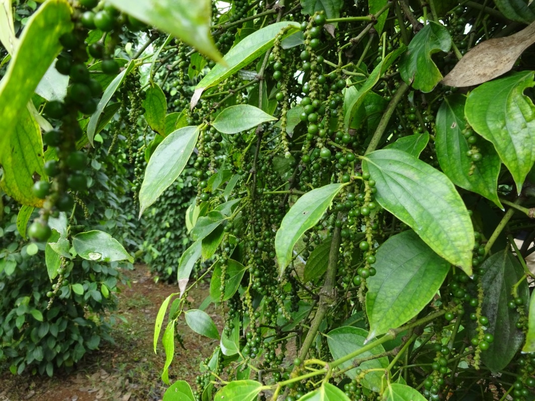 Giá tiêu ngày 28/11 tăng thêm 500 đồng/kg so với hôm qua.