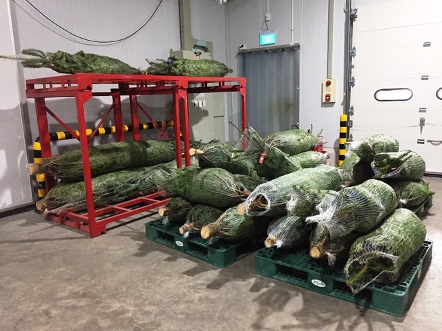 Cây thông thật được doanh nghiệp nhập khẩu đã về đến Việt Nam. (Ảnh: Int)
