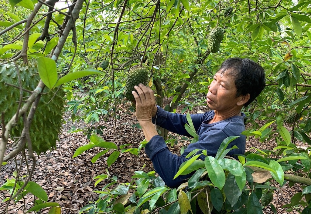 Vùng trồng mãng cầu xiêm ở ấp Đông Kim, xã Gia Kiệm đang phát triển mạnh.